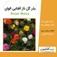 بذر گل ناز آفتابی الوان Rose Moss