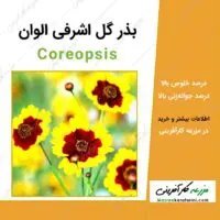 بذر گل اشرفی الوان Coreopsis