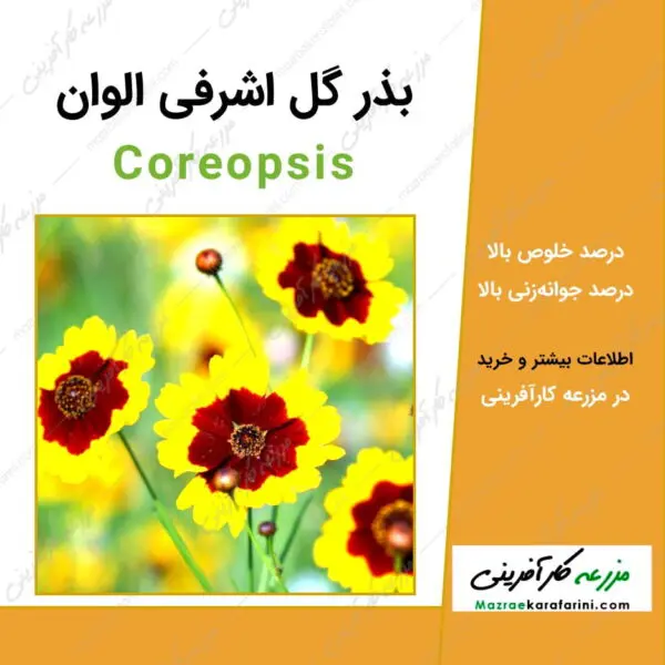 بذر گل اشرفی الوان Coreopsis