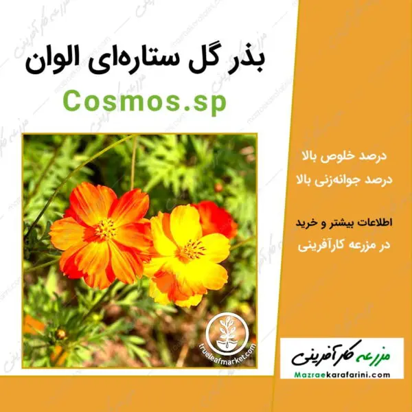 بذر گل ستاره ای الوان Cosmos.sp