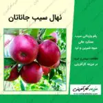 نهال سیب قرمز جاناتان Jonathan Apple