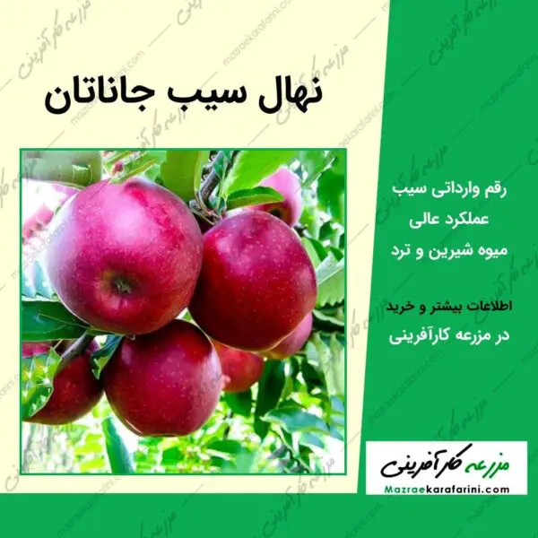 نهال سیب قرمز جاناتان Jonathan Apple