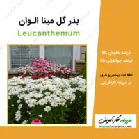 بذر گل مینا الوان Leucanthemum