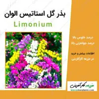 بذر گل استاتیس الوان limonium