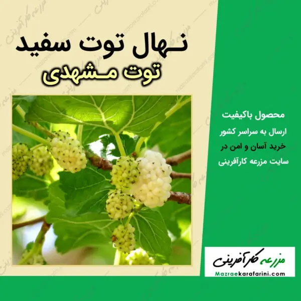 نهال درخت توت سفید یا توت مشهدی morus-alba-white-berry-seedlings