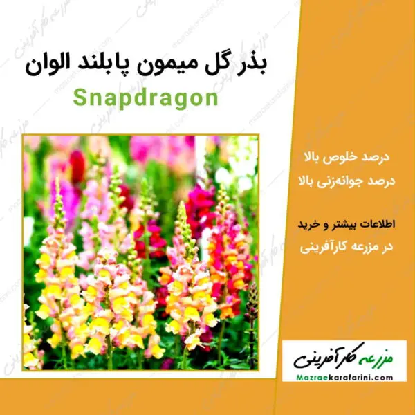 بذر گل میمون پا بلند الوان Snapdragon