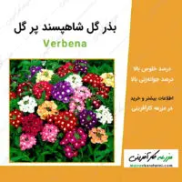 بذر گل شاهپسند پر گل verbena-seeds-full-of-flowers