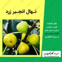 نهال درخت انجیر زرد Yellow Figs