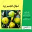 نهال درخت انجیر زرد Yellow Figs