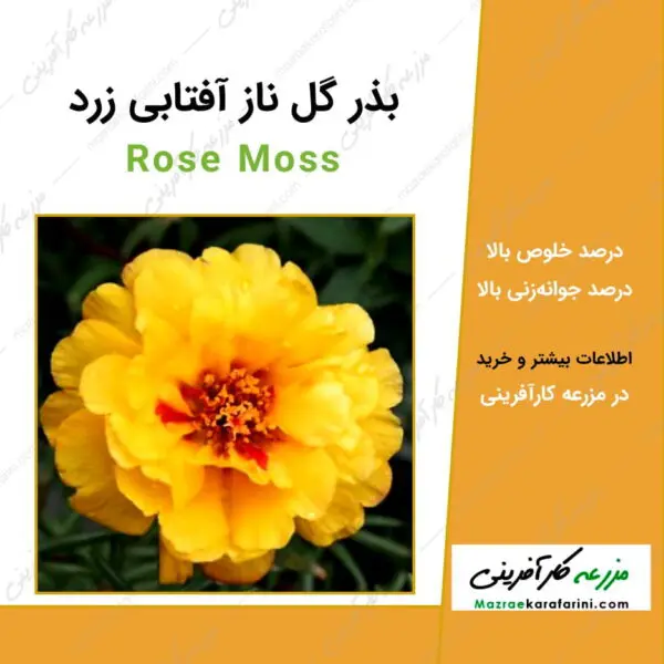 بذر گل ناز آفتابی زرد yellow-moss-rose-seeds