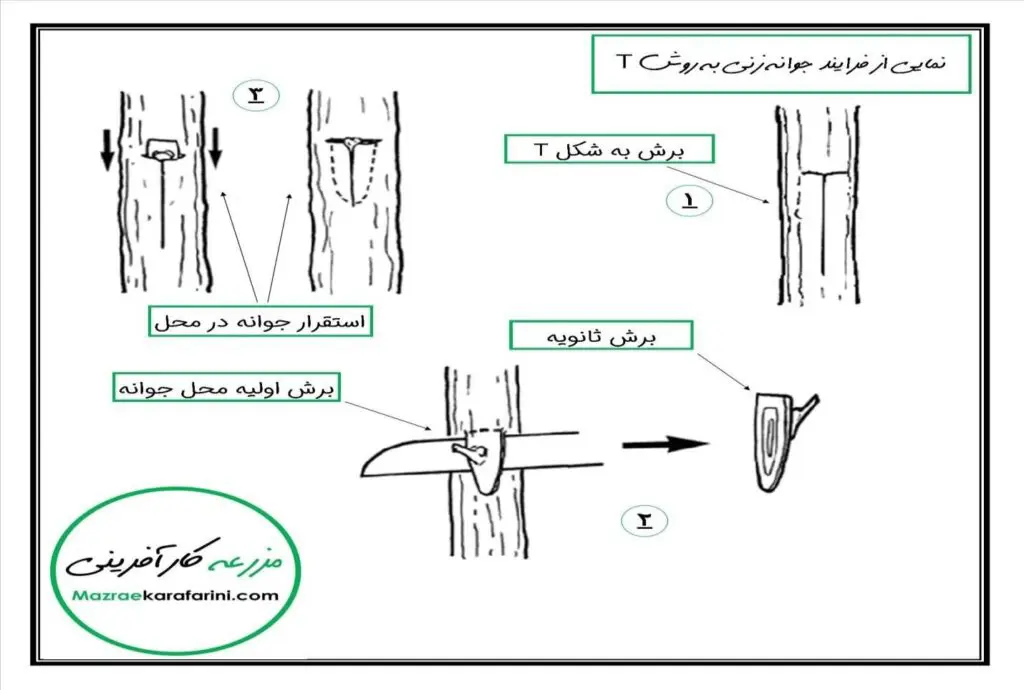 جوانه‌زنی به روش T