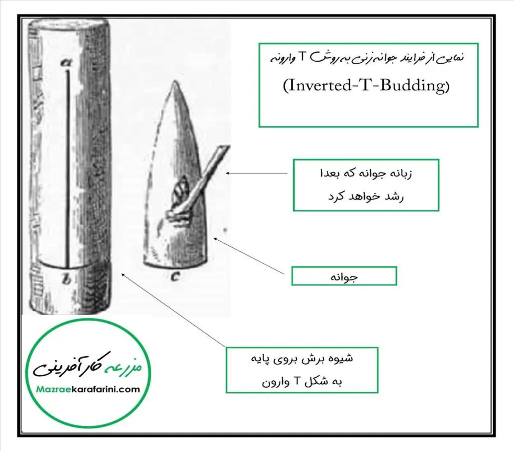 جوانه زنی به روش T وارونه (Inverted-T-Budding)