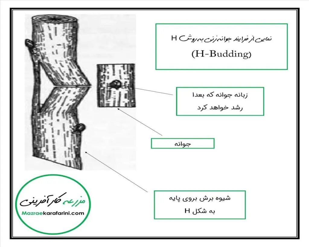 جوانه‌زنی به روش H  (H- Budding)