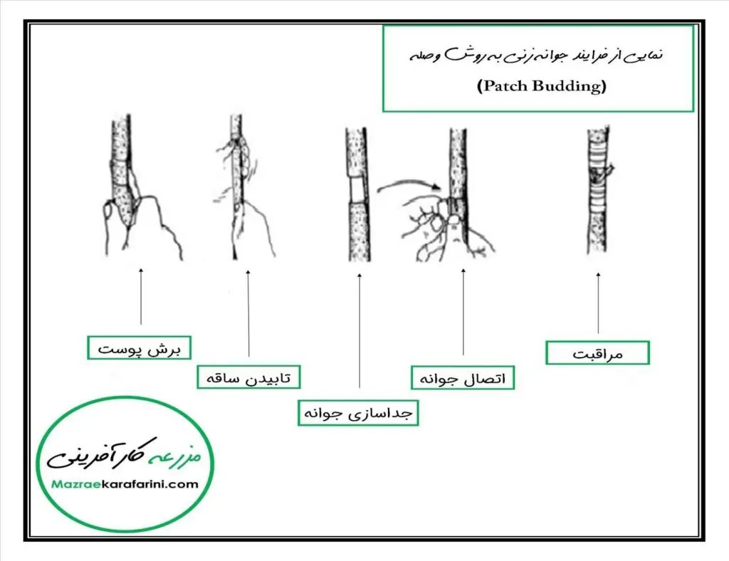 جوانه زنی وصله (Patch Budding)