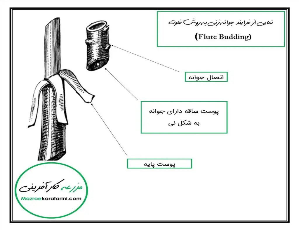 جوانه‌زنی به روش فلوت