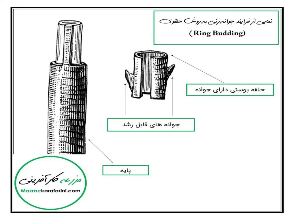 جوانه زنی به روش حلقوی