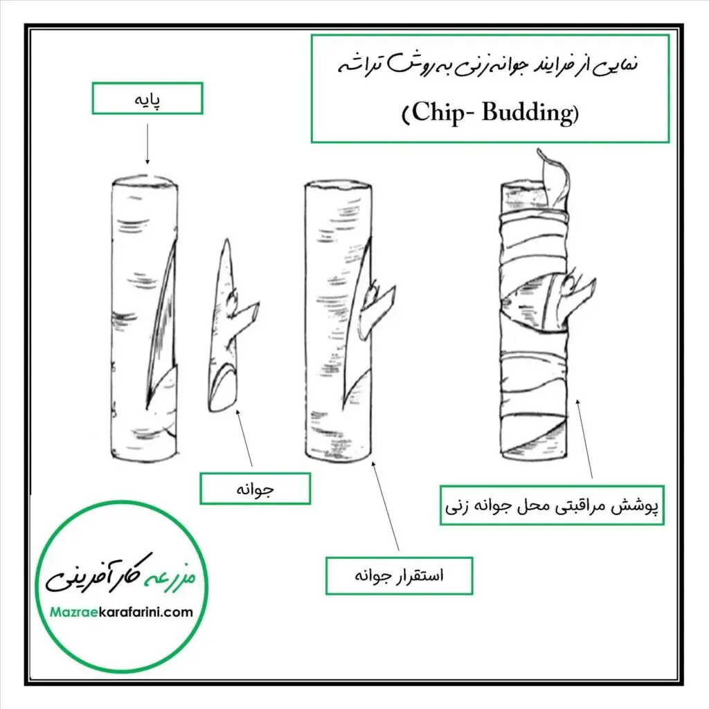 جوانه زنی به روش تراشه ای