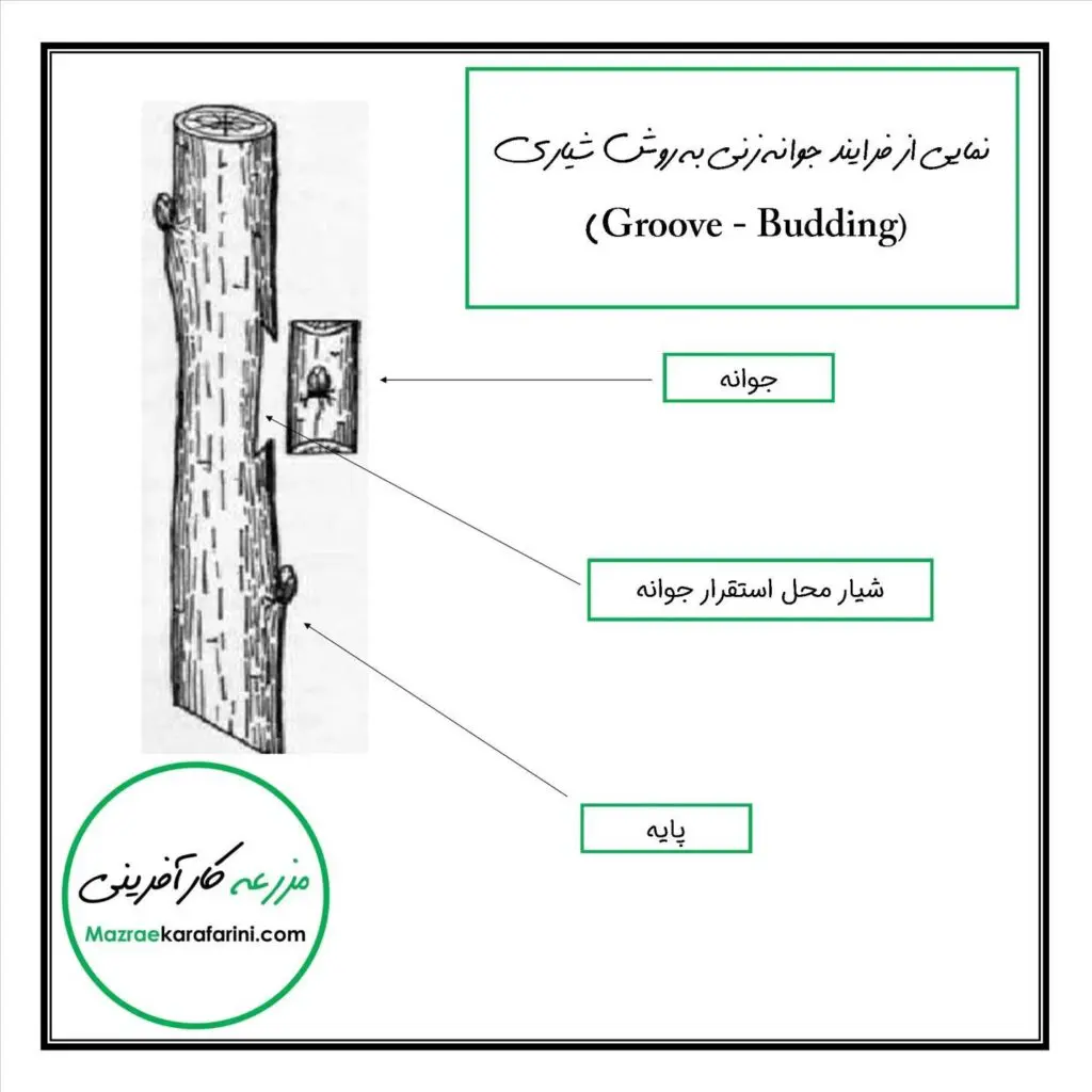 جوانه‌زنی به روش شیاری