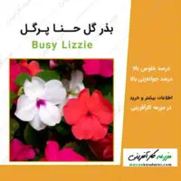 بذر گل حنا پر گل Busy Lizzie seeds