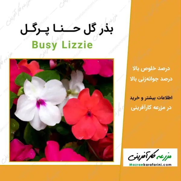 بذر گل حنا پر گل Busy Lizzie seeds