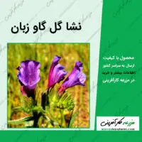 نشا گل گاو زبان Echium amoenum