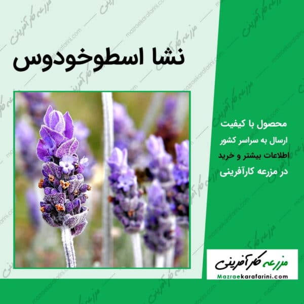 نشا اسطوخودوس Lavandula