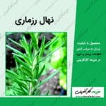 نهال رزماری یا رومارَن یا اِکلیل کوهی Rosemary