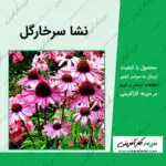 نشا سرخارگل یا اکیناسه یا اکیناشا echinacea-angustifolia-seedlings