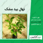 نهال درخت بید مشک salix-aegyptiaca-seedlings