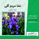 نشا گیاه مریم گلی یا گیاه حکیم salvia officinalis