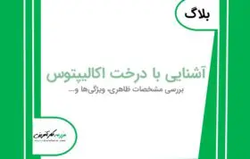 اکالیپتوس و آشنایی با درخت اکالیپتوس