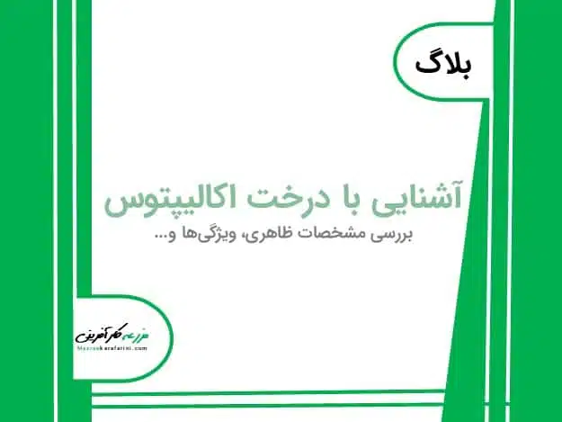 اکالیپتوس و آشنایی با درخت اکالیپتوس