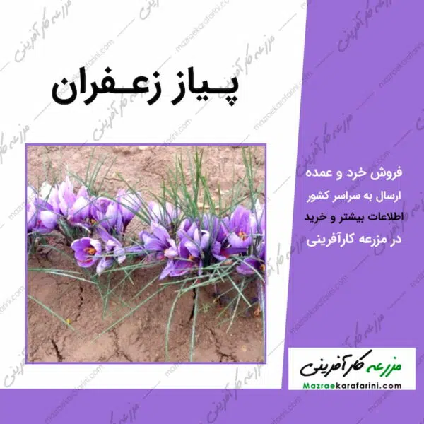 خرید پیاز زعفران خراسان از مزرعه کارآفرینی