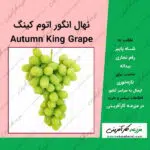 نهال درخت انگور اتوم کینگ Autumn King Grape