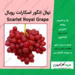 نهال انگور اسکارلت رویال scarlet royal grape