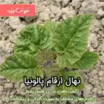 فروش ارقام نهال پالونیا در مزرعه کارافرینی به صورت گلدانی و ریشه لخت در اندازه های مختلف