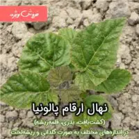 فروش ارقام نهال پالونیا در مزرعه کارافرینی به صورت گلدانی و ریشه لخت در اندازه های مختلف