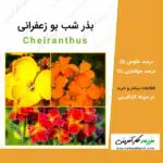 بذر گل شب بو زعفرانی cheiranthus در مزرعه کارآفرینی