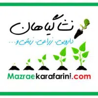 نشا انواع گیاهان زراعی دارویی صیفی و زینتی در بازار کشاورزی انلاین مزرعه کارآفرینی خرید و فروش میشود