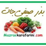 بذر صیفی